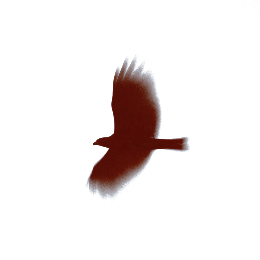 A white-tailed eagle in flight